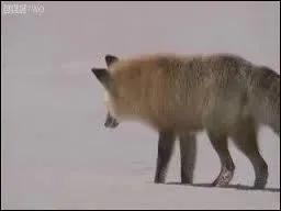 On a envoyé Bars, un lynx, et Lisichka, un renard. Ils sont morts... Comment ?