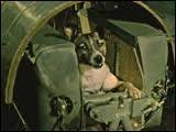 Le tout premier chien qui devait aller dans l'espace se nommait Bolik. Que s'est-il passé pour lui ?