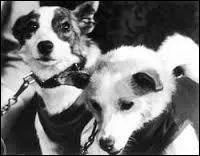 Bolik a été remplacé deux jeunes chiennes. L'une d'elle se nommait Neputevyy. La seconde n'était pas entraînée ; c'était, à l'origine, un chien errant. Quel nom lui donna-t-on ?