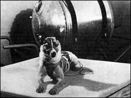 Un an plus tard, et à deux reprises, deux chiennes furent de nouveau envoyées dans l'espace. En juin 1956, après leur deuxième mission ensemble, que se passa-t-il ?