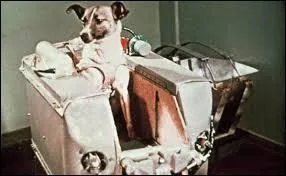 La plus connue de tous est la petite Laïka. Elle est morte à cause d'un excès de stress et de chaleur au bout de quelques heures de voyage. Au bout de combien de jours était-elle supposée mourir, au départ ?