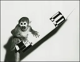 En 1958, on envoyait le premier singe dans l'espace. Comment s'appelait-il ?