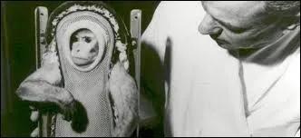 Pour le test de quelle capsule le singe Sam fut-il engagé ?