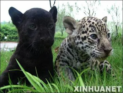 Moi, plus tard, c'est en Amérique que je vais chasser, pour l'instant, je commence à peine à grignoter les proies que ma mère rapporte, des pécaris, des paresseux et même dernièrement un caïman à lunettes, je suis ...