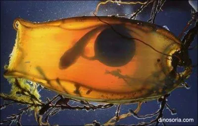 Moi, je vais peut-être vous poser des problèmes, alors on va bien voir si vous pouvez m'identifier !