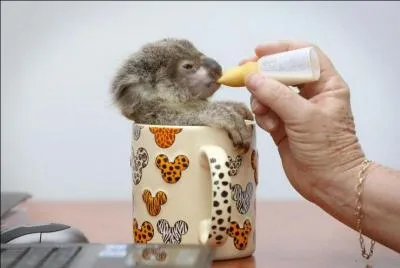 Comme vous le voyez, comme beaucoup d'autres, j'aime le lait, si en plus vous pouvez me le parfumer à l'eucalyptus, alors là c'est le paradis, je suis ...