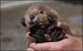 Je suis un rongeur, j'ai failli disparaître de France, mais grâce à quelques acharnés, je reviens !