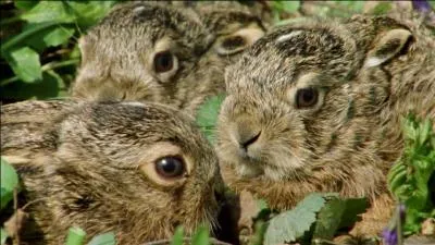 On me confond souvent avec mon cousin, pourtant je ne nais pas dans un terrier, mais dans un gîte, et une fois adulte, une partie de mes oreilles, qui sont très longues, devient noire !