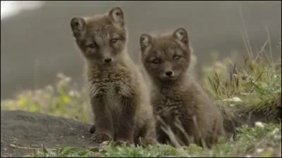 On dit de mon cousin d'Europe qu'il est rusé, mais moi, je ne suis pas idiot non plus, l'hiver je change de couleur, je peux manger n'importe quoi, et quand je ne trouve rien, je suis l'ours polaire à la trace pour profiter de ses restes !