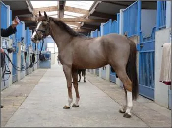 De quelle famille est la robe rouan ?