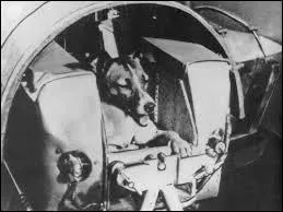 Verterok et Ougolyok sont des chiens qui ont passé ... jours dans l'espace, un record pour l'époque.