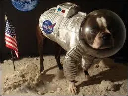 En 2006, on a vu partir Xiao Bao. De quel pays ce petit chien venait-il ?