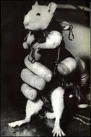 Castor le rat n'a servi qu'à essayer une fusée : la fusée...