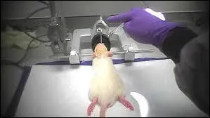 Pourquoi le rat Pollux, qui a essayé la fusée ci-dessus, est-il mort ?