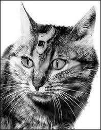 En 1963, il était prévu que Félix le chat parte dans l'espace. Il s'est enfui juste auparavant. Comment la chatte l'ayant remplacé s'appelait-elle ?