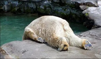 Bon vous avez envie de régurgiter, il est 9 h du matin, les toilettes sont bouchées, vous... Quelles sont les solutions ?