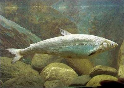 Trouvez le synonyme du poisson nommé féra :