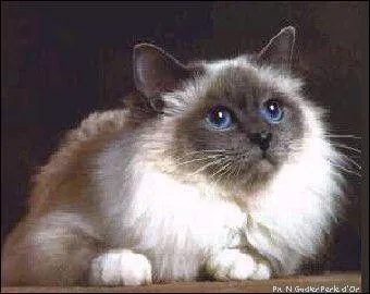 Quelle est la race de ce chat ?