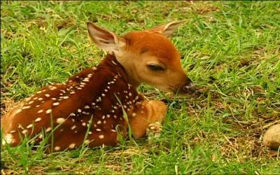 Non pas lui, c'est incroyable ! Il aurait donc chanté en français ? Alors ça c'est un scoop, il paraît même que la chanson s'appelle "Je ne veux pas la fin de nous", en tout cas la photo devrait vous aider !