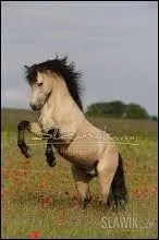 Laquelle de ces races ne peut pas être pie ?