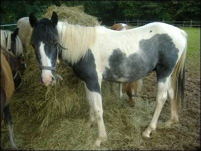 Qu'est-ce que le paint horse ?