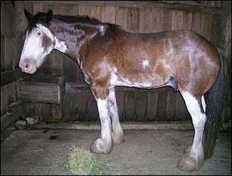 Ce cheval pie est en réalité bai mais a des balzanes très haut-chaussées qui s'étendent jusqu'au ventre. Il présente une belle-face qui s'étend jusqu'à la gorge. Le contour de ses marques blanches sont très déchiquetées. On dit qu'il est...