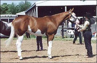 Ce cheval pie est d'une robe très rare. Comme dans la question 6, il est en fait d'une robe simple, avec des balzanes qui s'étendent jusqu'au ventre et une belle-face qui s'étend jusqu'à la gorge, mais ses marques blanches sont cette fois-ci nettes et régulières. On dit qu'il est...