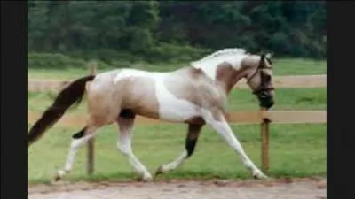 Autrefois, en France, les chevaux pies étaient...