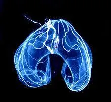 Même s'il porte le nom d'un lutin chargé de livraisons, il vous conduit plutôt à la chasse, qu'il ait une aile ou deux...