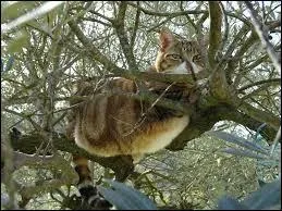 Dans la Guerre de clans hors-série (la quête d'Étoile de Feu), comment s'appelle le chef du clan du Tonnerre et son lieutenant ?