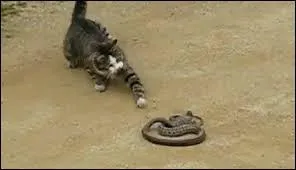 Qui meurt mordu par un serpent dans le cycle 4 ?