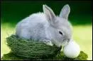 Comment s'appelle le bébé lapin ?