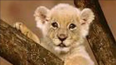 Comment s'appelle le bébé tigre ?