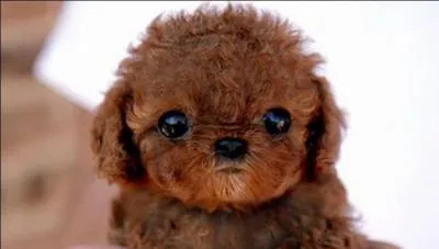 Comment s'appelle le bébé chien ?