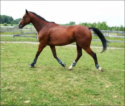 Quand le cheval trotte, o&ugrave; doit-on se tenir ?