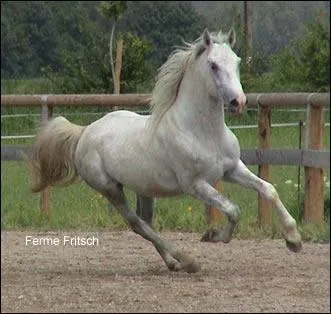Combien y a-t-il d'allures ?