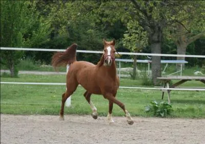 Qu est-ce que cela signifie lorsque le cheval met la queue en panache ?
