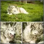 Dans les montagnes du Jura se trouve un parc animalier pas comme les autres. Qu'a-t-il de particulier ?