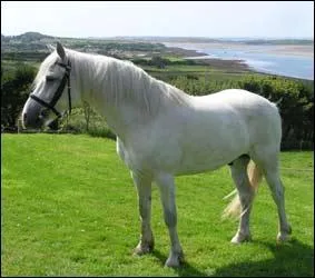 De quelle couleur est ce cheval ?