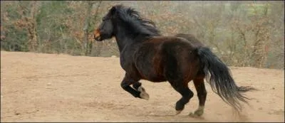 À quelle allure est ce poney ?