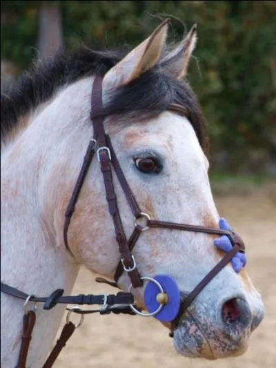 Comment appelle-t-on ceci ? (image)