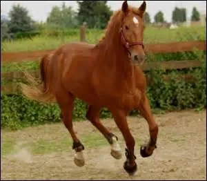 Comment appelle-t-on le cheval mâle qui n'est plus capable de se reproduire ?