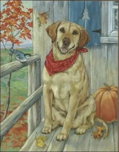 De quelle race est ce chien ?