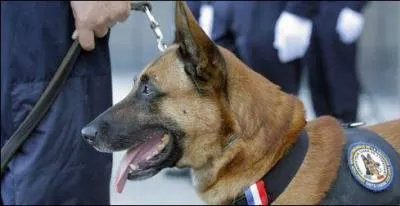 Quelle médaille britannique a été attribuée à la chienne du RAID "Diesel", plus haute distinction récompensant les animaux pour leur courage ?