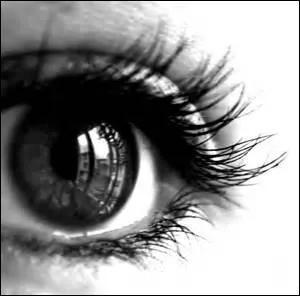 Quelle est la couleur de cet il ?