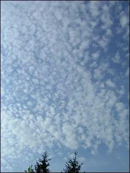 C'est un nuage en forme de fleur de coton. C'est...