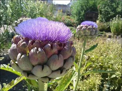 D'où vient cet artichaut ?