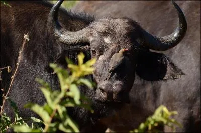 Où se trouve cet oiseau ?