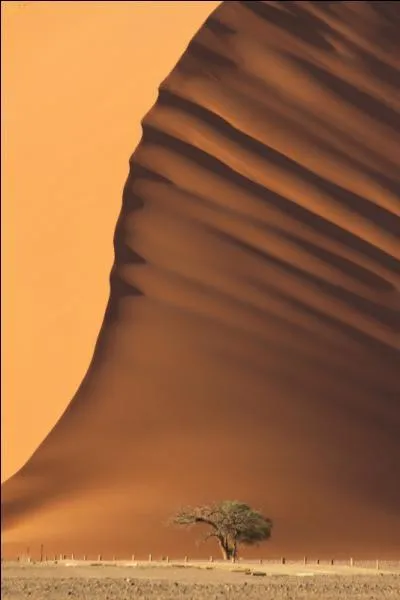 La température augmente et le désert avance - Où se trouve cet arbre ?