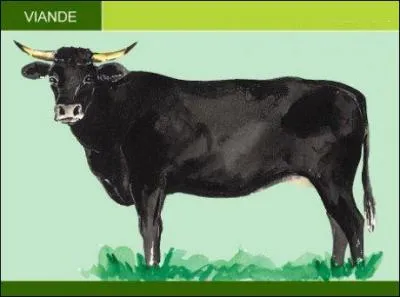 Imaginez-moi en mâle, et vous avez tout de suite une idée de ce qui pourrait vous arriver si vous me rencontrez dans les rues d'Arles, moi la/l' ---- (Complétez ! )